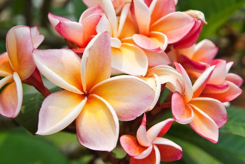 Customized floral arrangements for special occasions