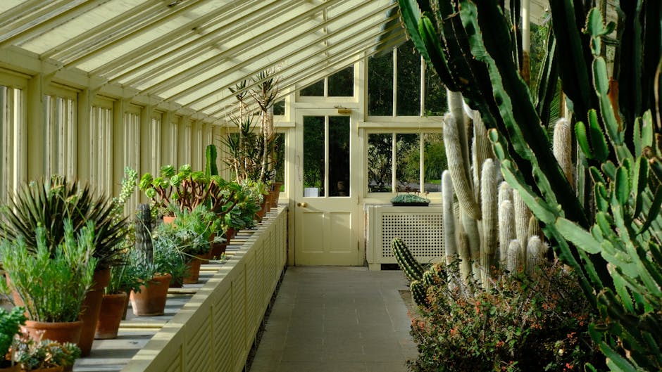 A greenhouse interior at Chelsea Physic Garden featuring a variety of potted flowers arranged on white raised platforms and wooden tables. The flowers include vibrant pink, red, and white blooms, with