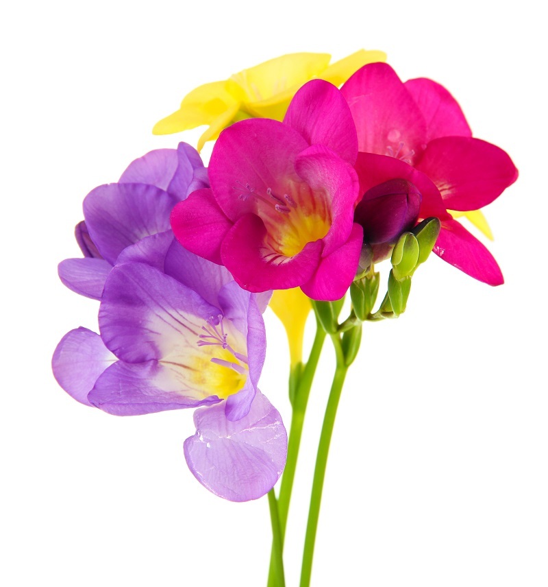 Reveal the Flower Twin for Your Distinct Personality