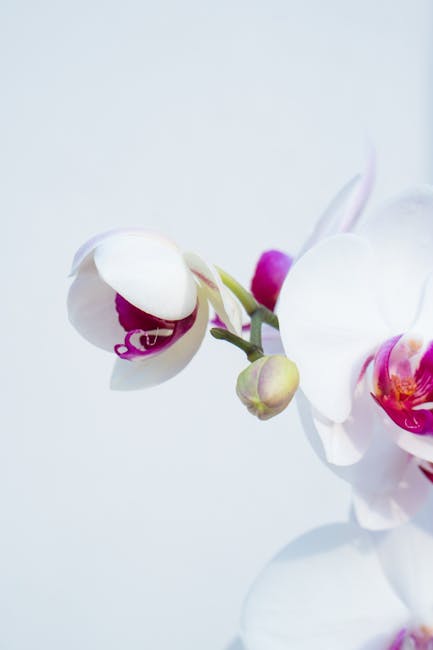 Same-Day Orchid Emergency in Chelsea: Fast Delivery Options